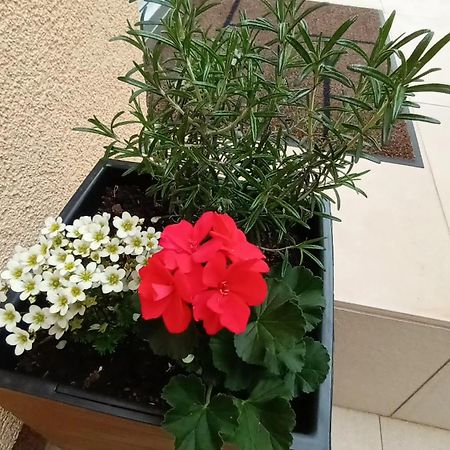 Apartman Sandra -Private Parking And Garden Zadar Exteriör bild